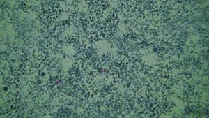 Deep Sea Minerals appoints new CFO, announces intension to list in US